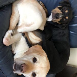 Meet your Posher, Lisa